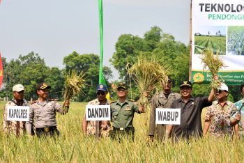 Wabup Pungkasiadi (tengah) melakukan panen padi perdana benih padi unggulan di Desa Sadar Tengah, Kec Mojoanyar. [kariyadi/bhirawa]