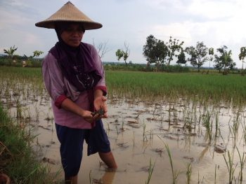 Suniti salah satu petani asal Desa Pucangan Kecamatan Montong Kabupaten Tuban saat menunjukan Hama Keong yang menyerang padi miliknya yang baru ditanam. (Khoirul Huda/bhirawa)