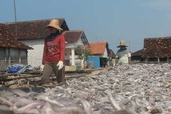 Para nelayan di wilayah Kecamatan Palang saat menjemur dan mengawetkan ikan lait yang diasinkan. (Khoirul Huda/bhirawa)