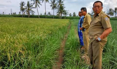 Bupati Situbondo Dadang Wigiarto dengan didampingi Sekretaris Dinas Pertanian, M Farid, saat meninjau hasil tanaman varietas padi MSP, di Desa Curah Kalak, Kecamatan Jangkar. [sawawi]