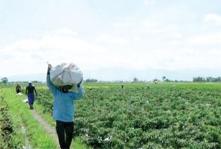 Curah hujan yang tinggi dalam beberapa hari terakhir membuat petani cabai di Probolinggo memilih panen dini untuk menghindari kerugian.