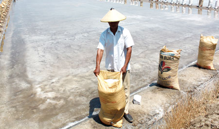 Salah satu petani garam di Desa Raci, Kecamatan Bangil, Kabupaten Pasuruan memanen garam, Minggu (4/12). Cuaca yang ekstrim di Pasuruan saat ini membuat produksi garam menurun drastis. [Hilmi Husain]