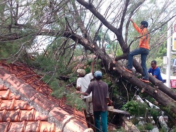 Tim IRC BPBD (Badan Penanggulangan Bencana Daerah) Pamekasan, sedang membersihkan pohon yang menumbangi rumah penduduk.