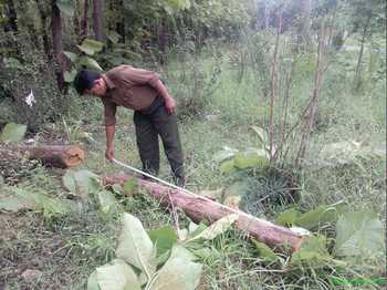 Wakil Administratur KPH Perhutani Bondowoso, Moh. Ajieb saat melakukan pengukuran kayu di salah satu kawasan hutan Situbondo baru baru ini. [sawawi/bhirawa].