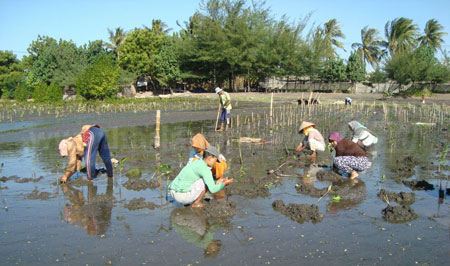 Sejumlah warga Situbondo bersama LSM SAR saat menanam bibit mangrove di pesisir laut Desa Gelung Situbondo belum lama ini. [sawawi]