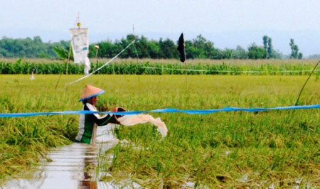 seorang petani sedang melakukan pembersihan dengan menyiramkan air ketanaman padi yang terendam banjir di Bojonegoro. [achmad basir]