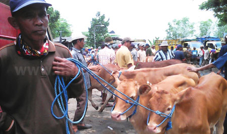 salah satu pedagang sapi dipasar hewan Bojonegoro. [achmad basir]
