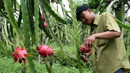 Wisatawan memetik buah naga di Agrowisata Kebun Buah Naga Rembangan Jember. 