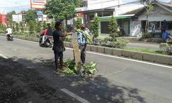 Sejumlah warga Desa/Kecamatan Asembagus, Situbondo kesal dengan banyaknya jalan berlubang. Warga terpaksa menanam pohon ditengah jalan yang berlubang tersebut. [sawawi/bhirawa].