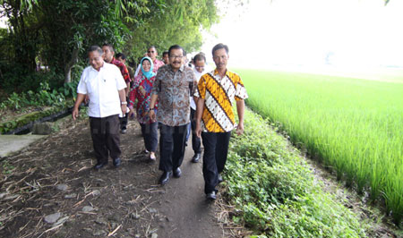 Gubernur Jatim Dr H Soekarwo mendampingi Menko Perekonomian Darmin Nasution meninjau kondisi saluran perairan sawah di Dusun Keweden Kembar Mojokerto.