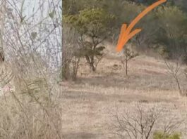 Harimau Jawa Dinyatakan Punah, Diyakini Masih Hidup di Hutan Terakhir