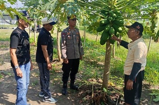 sambang kunjung ke petani pepaya, pada Kamis (11/6),
